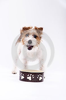 Dog bowl hungry meal eating oer white background