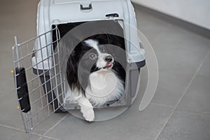 A dog in a box for safe travel. Papillon in a pet transport cage