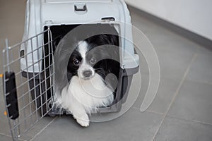 A dog in a box for safe travel. Papillon in a pet transport cage