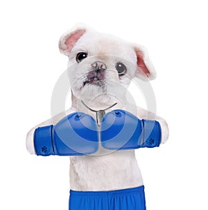 Dog boxer with big blue gloves.