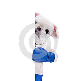 Dog boxer with big blue gloves.