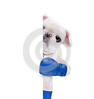 Dog boxer with big blue gloves.