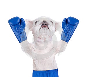 Dog boxer with big blue gloves.