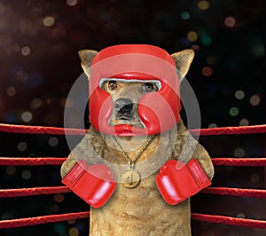 Dog boxer in boxing ring