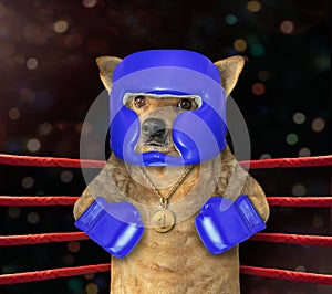 Dog boxer in boxing ring 2