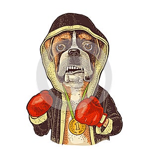 Dog boxer dressed in human in robe, gloves. Vintage black engraving