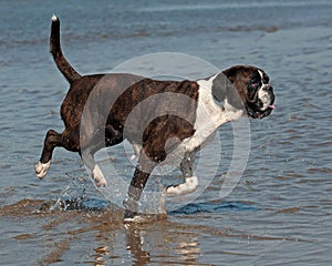 Dog Boxer play on the beach