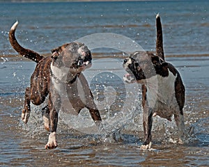 Dog Boxer play on the beach