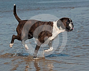 El perro jugar sobre el Playa 