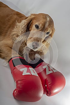 dog in boxing gloves with the inscription