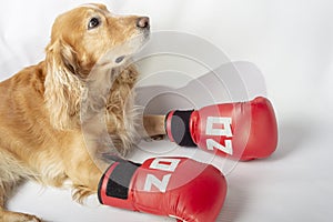 Dog in boxing gloves with the inscription