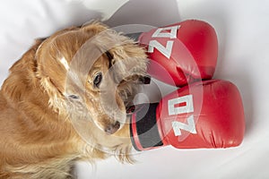 dog in boxing gloves with the inscription