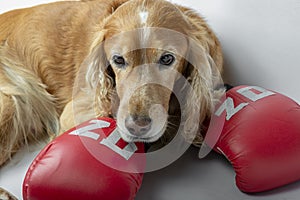 Dog in boxing gloves with the inscription