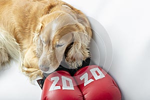 Dog in boxing gloves with the inscription