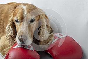 dog in boxing gloves with the inscription