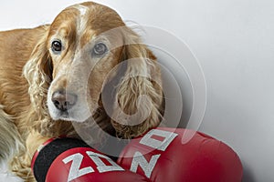 dog in boxing gloves with the inscription
