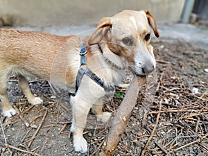 A dog with a branch, my dog surrounded by twigs in the yard next to a wall of yellow with a branch in his mouth