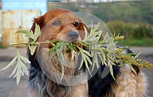 The Dog with branch wormwood.
