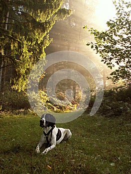 Dog braque d'auvergne