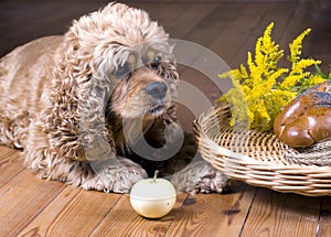Dog and breakfast photo