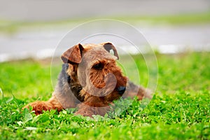 Dog breed Airedale Terrier