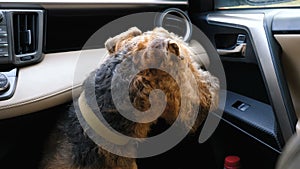 Dog breed Airedale Terrier is waiting for the owner in the car.