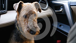 Dog breed Airedale Terrier is waiting for the owner in the car.