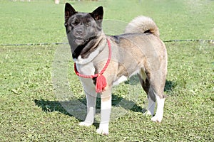 Dog of breed akita-inu