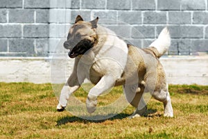 Dog breed Akita inu, quickly galloping runs