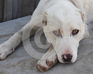 Dog breed Alabai close-up. A rude light-colored dog looks sad