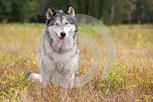 Dog breed Alaskan Malamute