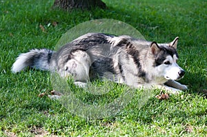 Dog breed alaskan malamute