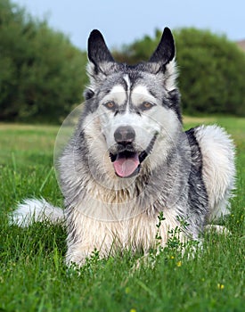 The dog breed an alaskan malamute full-length portrait