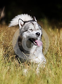 dog breed Alaskan Malamute outdoors