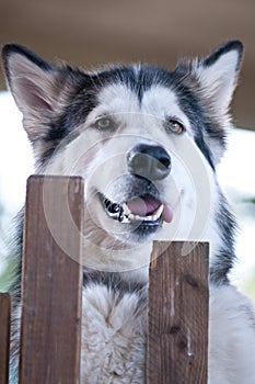 Dog breed alaskan malamute