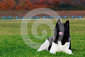 Dog breed American Akita