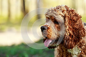 Dog breed American Cocker Spaniel