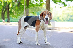 The dog breed American Foxhound