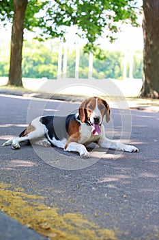 The dog breed American Foxhound