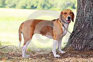 The dog breed American Foxhound