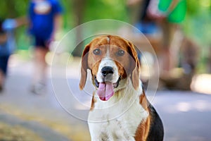 The dog breed American Foxhound