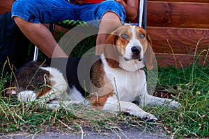 The dog breed American Foxhound