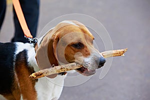 The dog breed American Foxhound