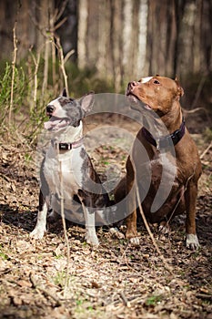 Dog breed American Pit Bull Terrier and Bull Terrier