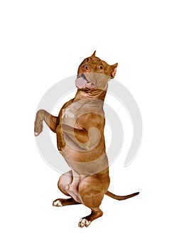 Dog breed American Pit Bull Terrier stands up on its hind legs over white