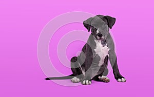 dog breed american staffordshire bull terrier sitting