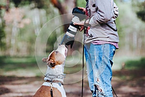A dog breed American Staffordshire Terrier communicates with a photographer and sniffs the camera lens. photo