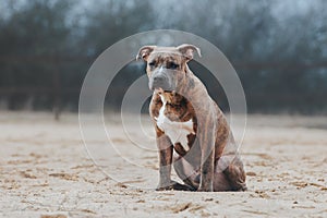 Dog breed American Staffordshire Terrier sits and looks into the distance