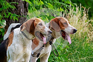 Dog breed Anglo-Russian Hound photo