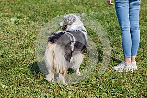 Dog breed ausi on a summer day on the green grass, jumping, flying, black color, long-haired dog, black a